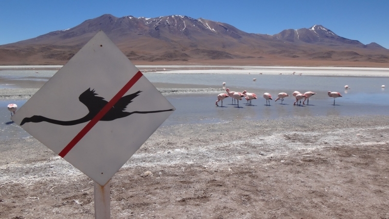 Flamingos bei der Laguna Canapa