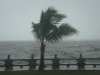 Typhoon Nesat