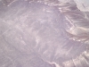 Nazca Linien Kolibri