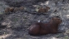 Capybairas
